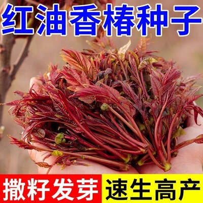 香椿种子红油香椿种子四季食用香椿树种子庭院阳台红香椿种籽