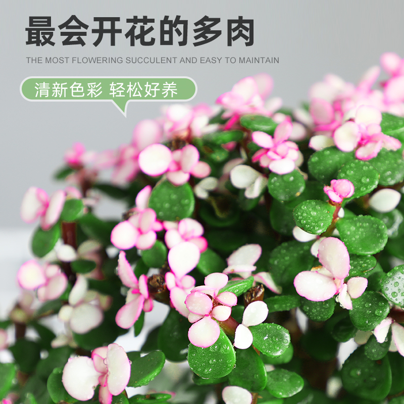 金枝玉叶盆栽水培多肉植物室内花卉公老桩绿植净化好养肉肉盆景