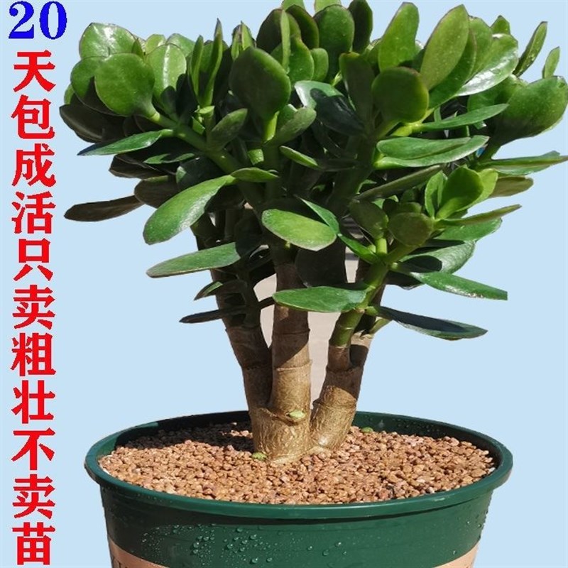 玉树盆栽红边大叶玉树老桩厚皮脸玉树室内净化空气花卉绿植