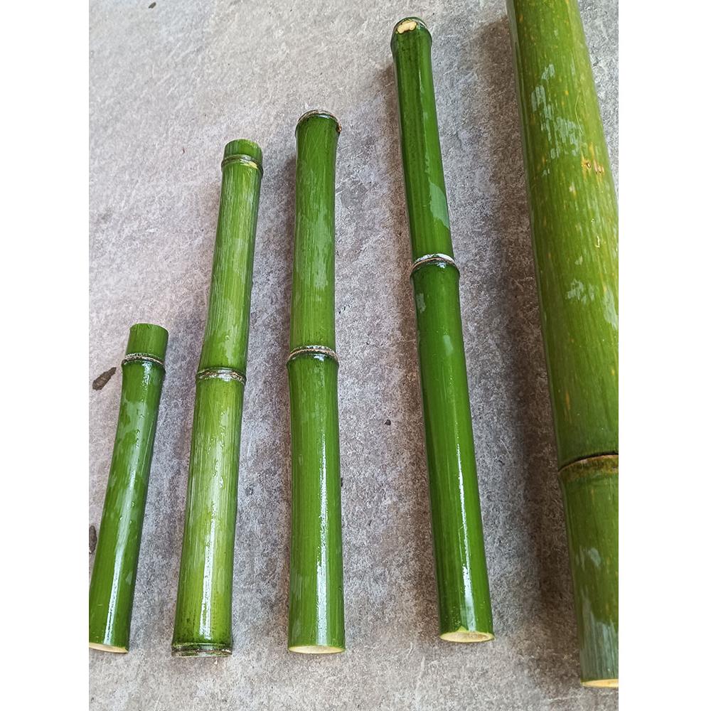 新鲜小竹节短竹节自然细竹竿婚礼桌装饰绿竹插花装饰
