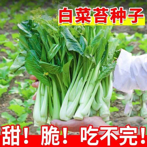 奶油白菜苔种子四季阳台