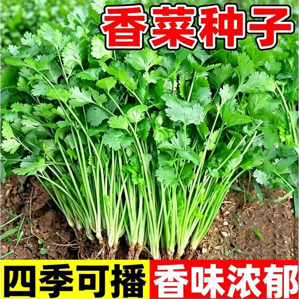 香菜种子四季易种耐热耐