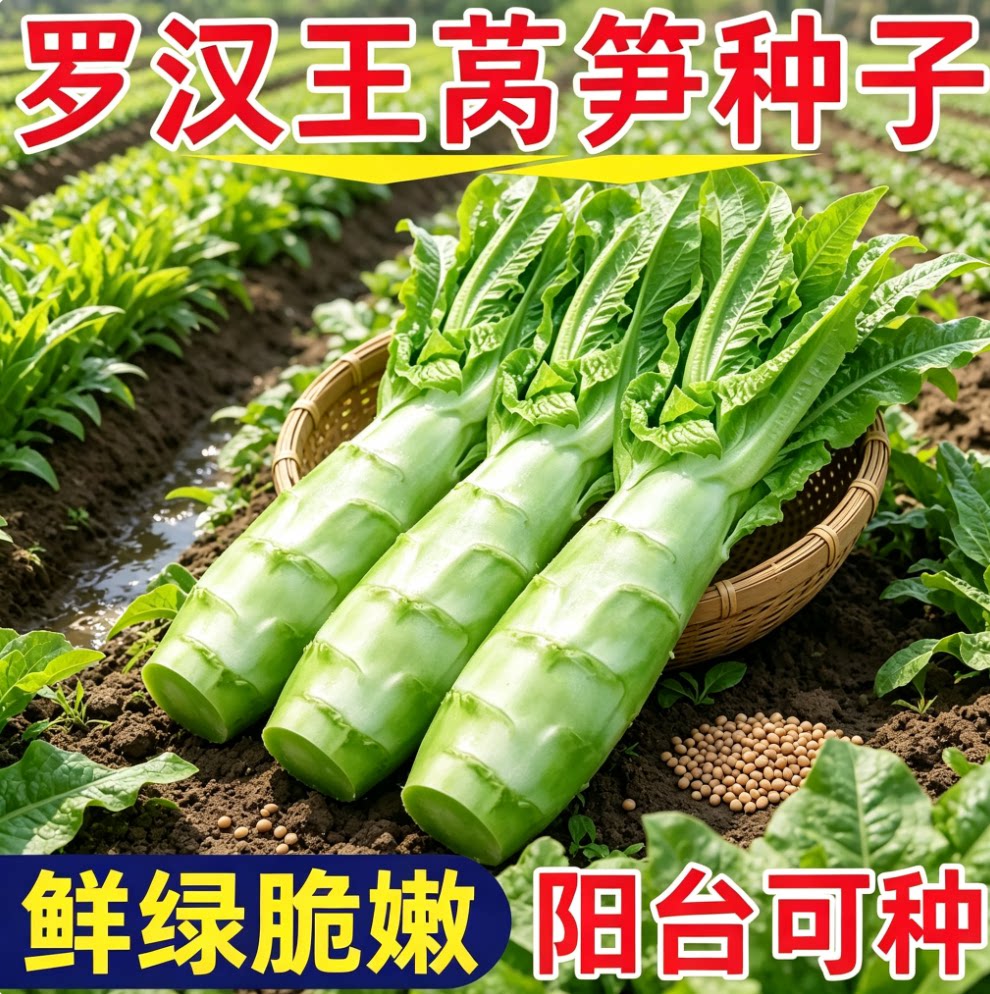 罗汉莴笋种籽圆叶粗壮莴苣鸡腿莴笋四季播耐热南方蔬菜种子