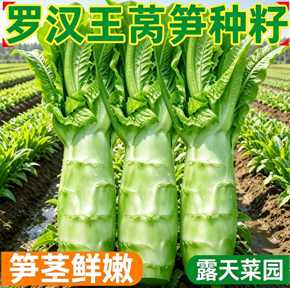 罗汉莴笋种子四季圆叶竹节短粗鸡腿莴笋种籽耐热农家蔬菜种孑