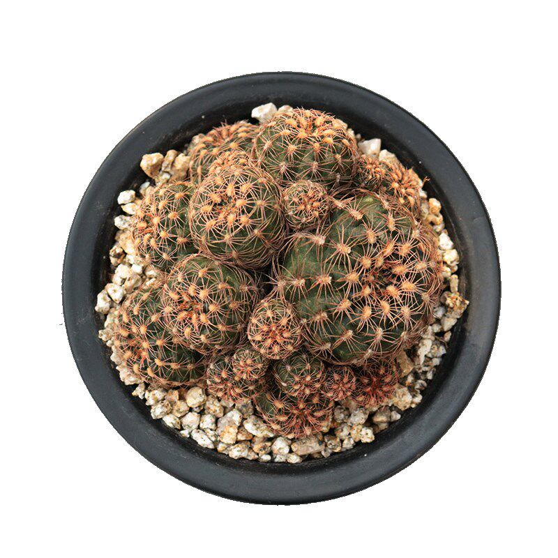 樱花罗星丸 仙人球裸萼球属火星丸胭脂红开花粉花美观好养易度夏