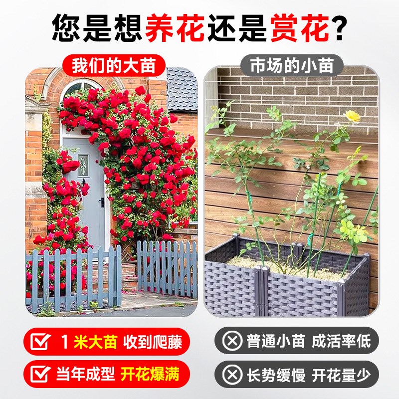 蔷薇花苗爬藤四季藤本月季花粉龙沙宝石开花大花浓香耐寒植物玫瑰