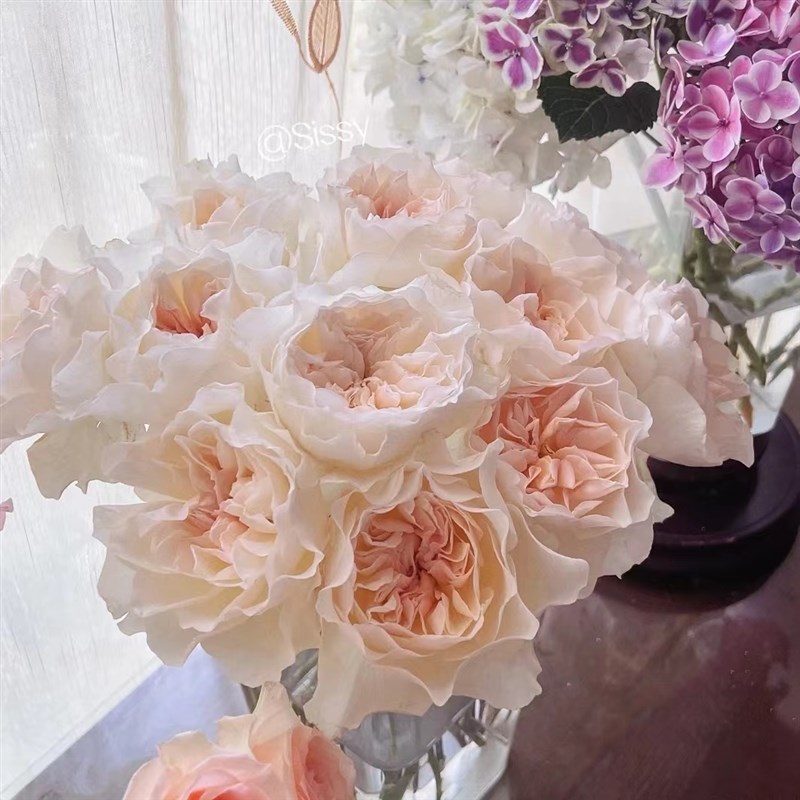 尤金妮月季花苗开花玫瑰小苗四季盆栽花卉爬藤植物藤本蔷薇树绿植