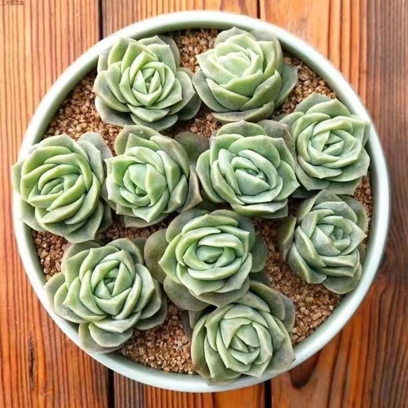 可爱玫瑰多肉植物盆栽绿植花卉高档玫瑰花阳台庭院露天新手多肉