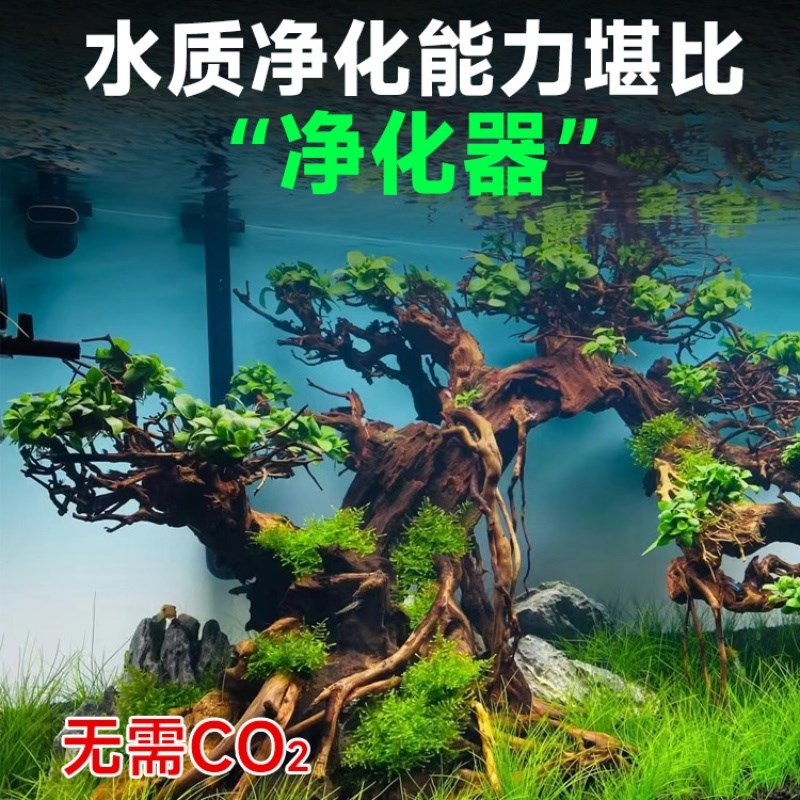 水培水榕鱼缸造景树溪流缸沉木鱼池水生好养植物绿植水草水养草缸