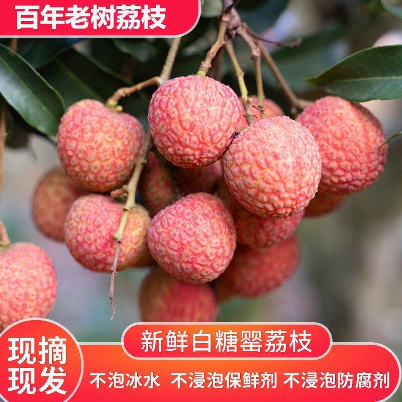 新鲜荔枝水果白糖罂荔枝当季水果老树现摘整箱礼盒装空运次日达
