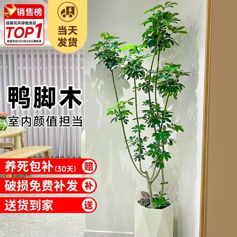 造型鸭脚木绿植室内大型盆栽客厅鸭掌木办公室乔迁新居真花植物