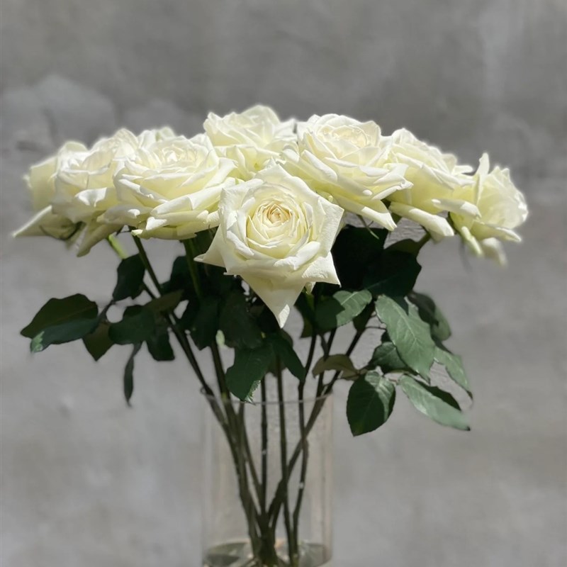 玫瑰花白玫瑰真花云南鲜花直发速递水养家庭插花新年礼物