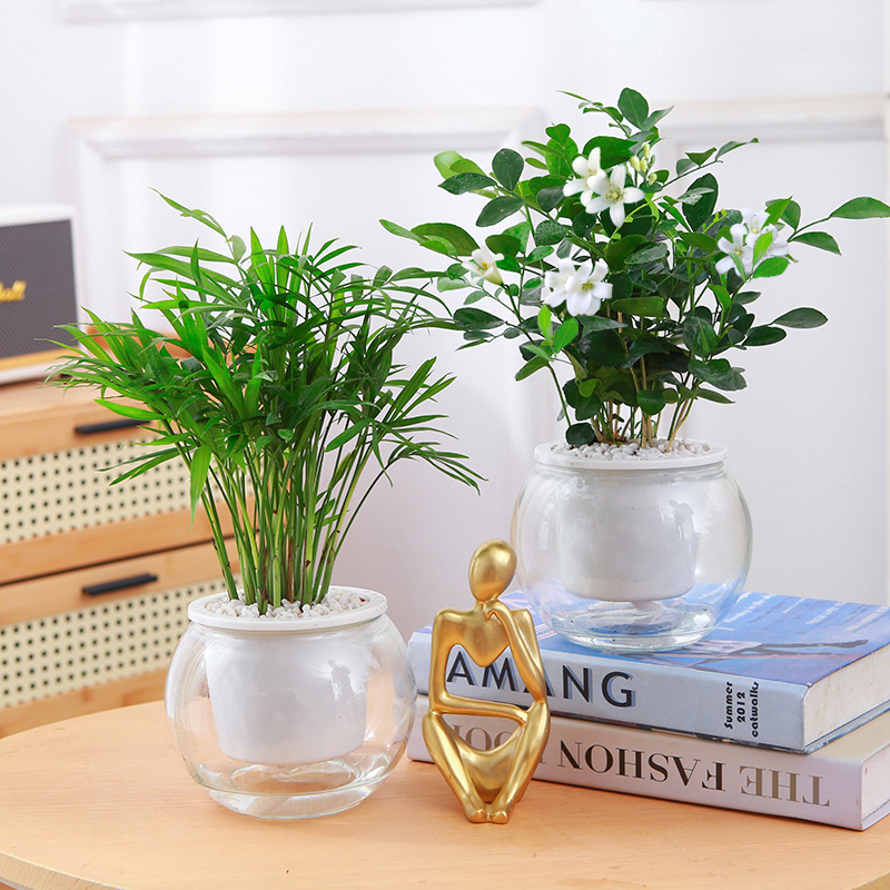 水培植物富贵竹文竹金钱树白掌栀子花花卉绿植办公室客厅水培植物