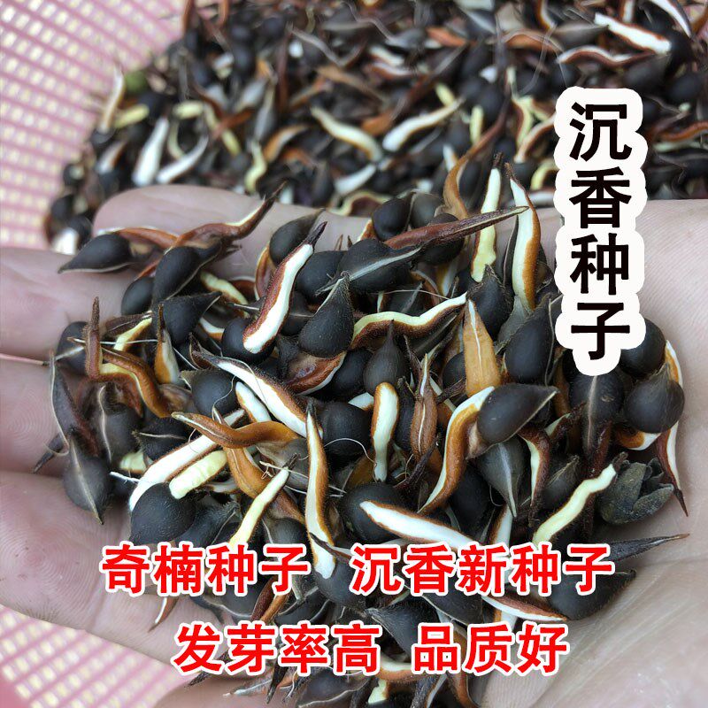 绿奇楠沉香种子奇楠种子奇楠沉香小苗树心奇种沉香籽发芽率高