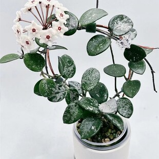 攀爬垂吊球兰 原种匍匐杂交 米切尔德球兰 高斑匍匐球兰