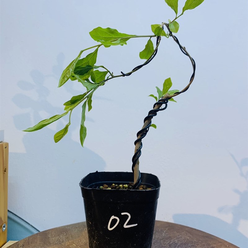 鑫之炎/原生老鸦柿籽播苗盆景 办公桌庭院造型盆景盆栽绿植花盆