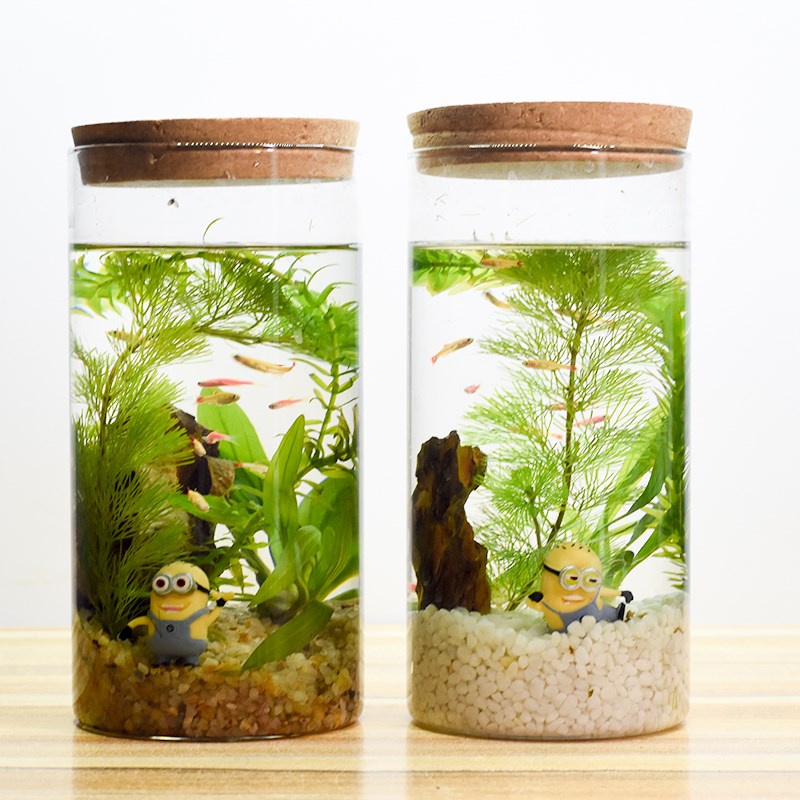 创意室内桌面鱼缸观赏生态瓶 鱼微景观免换水diy鱼缸水族玻璃办公