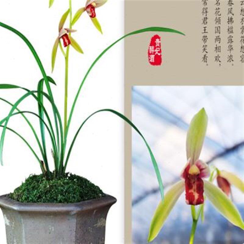 建兰兰花四季贵妃k醉酒浓香花卉盆景盆栽土绿植带草植物花苞名贵