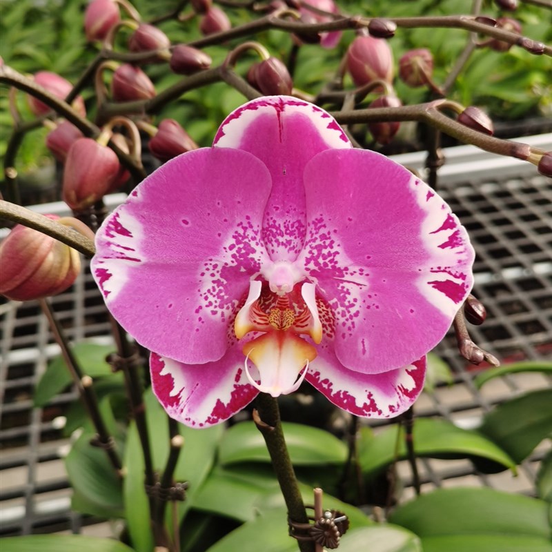 大花:3.0寸单w剑藏宝图开花或花苞株