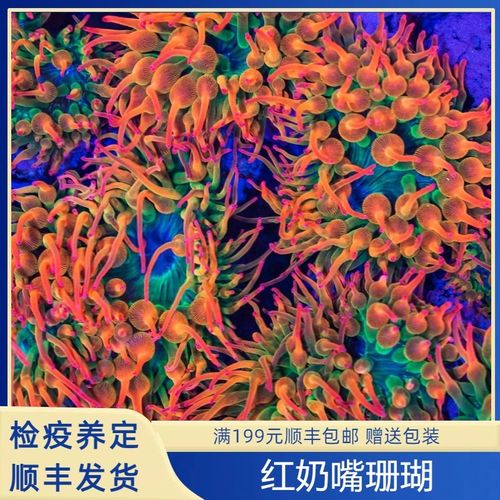 红奶嘴海葵珊瑚好看好养颜色靓海缸珊瑚