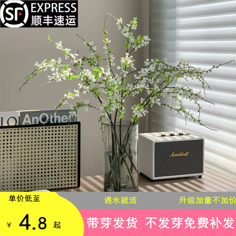 雪柳鲜枝水培乾燥树枝支懒人绿植物室内鲜切鲜花遇水培开冬季花卉