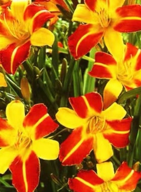 红色海盗大花金娃娃金光大道萱草耐寒耐旱易种易活花苗庭院景观花