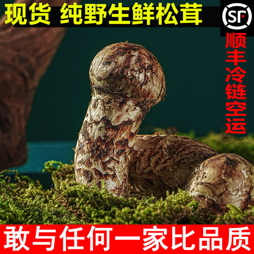 25年现货顺丰空运四川野生松茸菌