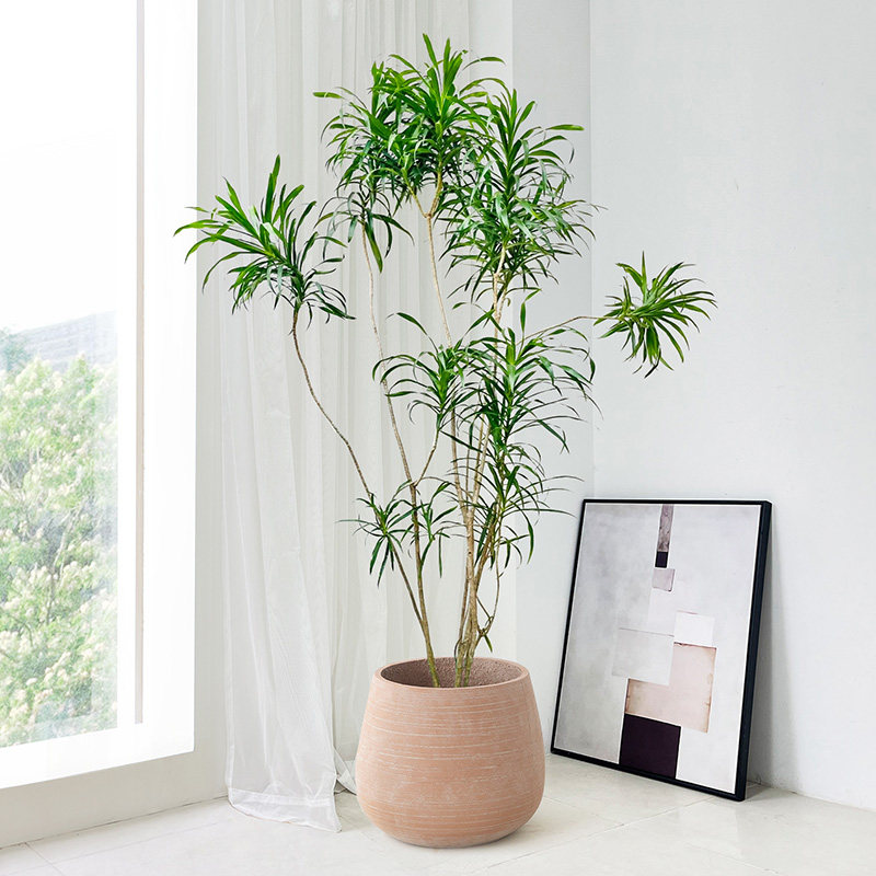 柳叶百合竹客厅盆栽大型室内w绿植真植物旺宅落地造型龙血树办公,鲜花速递/花卉仿真/绿植园艺,大型绿植/成品组合盆栽,淘宝优惠券,粉丝福利购,淘宝优惠卷