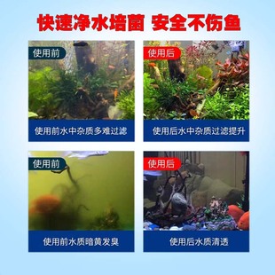倍羽斯水族6号 鱼缸硝化细菌水质发黄长藻发绿发白去浑浊净化水剂