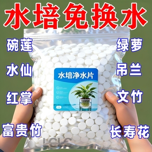 水培植物净水片除臭消毒富贵竹碗睡莲专用净化水质鲜花保鲜片