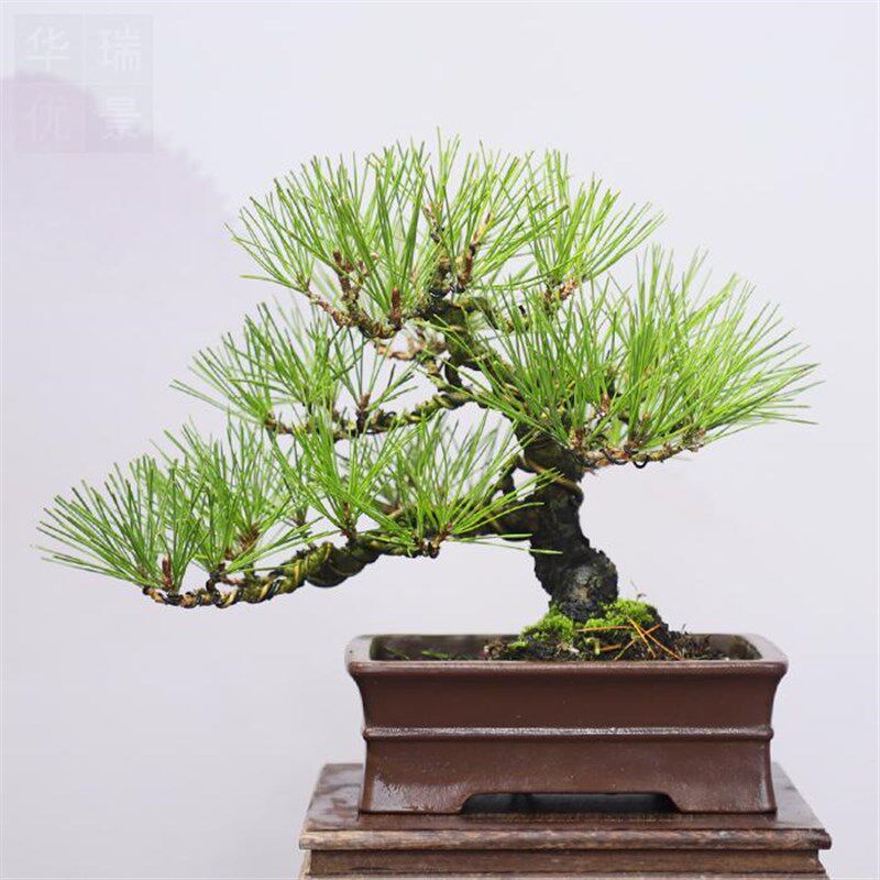 原生爆皮三河黑松小老桩盆景小型盆景绿植掌上植T物茶几盆景送礼
