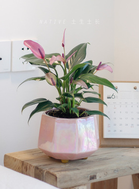 土生土长 紫色红掌盆栽紫掌香妃齐祖 粉掌莉莉室内办公室绿植