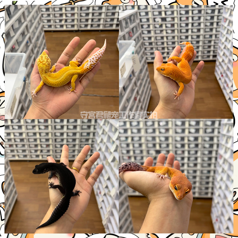 豹纹守宫c蜥蜴活物新手入门懒人宠物可爱爬虫易养异宠小型温顺幼