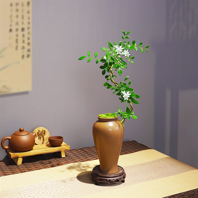 飘枝九里香可开花植物微景观盆景国风绿植小盆栽客厅办公桌面茶宠