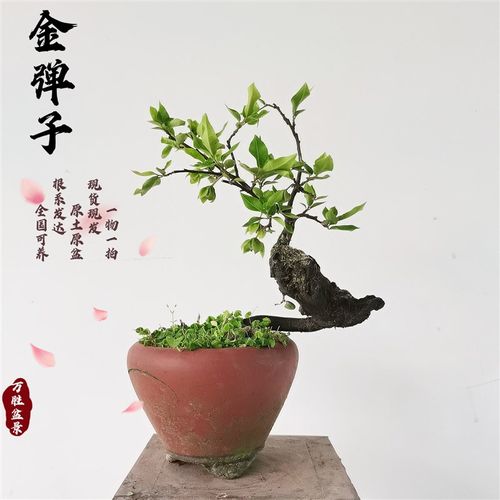 金弹子一物一拍原图发货造型嫁接带果品种年功老桩阳台熟桩盆景