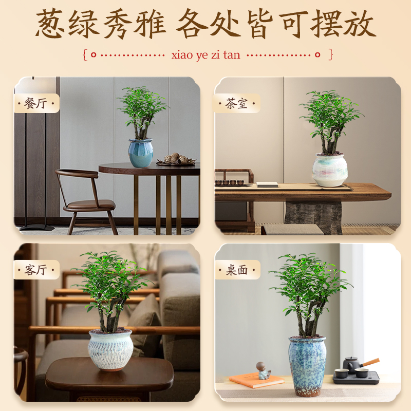 小叶紫檀盆景绿植盆栽书房办公室桌面植物老桩四季好养景德镇陶瓷