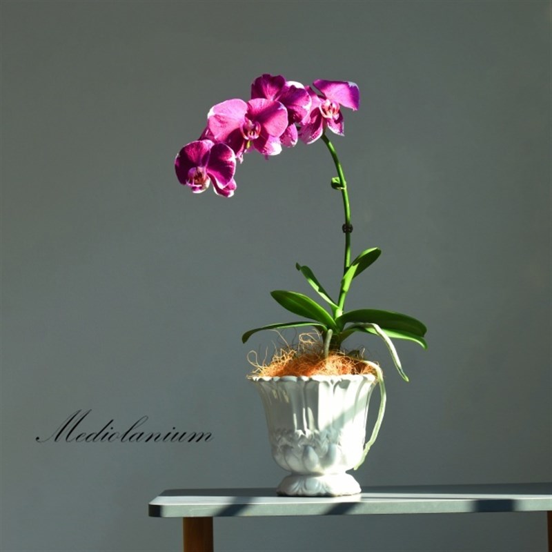 Mediolanium 欧式风格 陶瓷花盆现代简约 复古罗马盆 蝴蝶兰花器