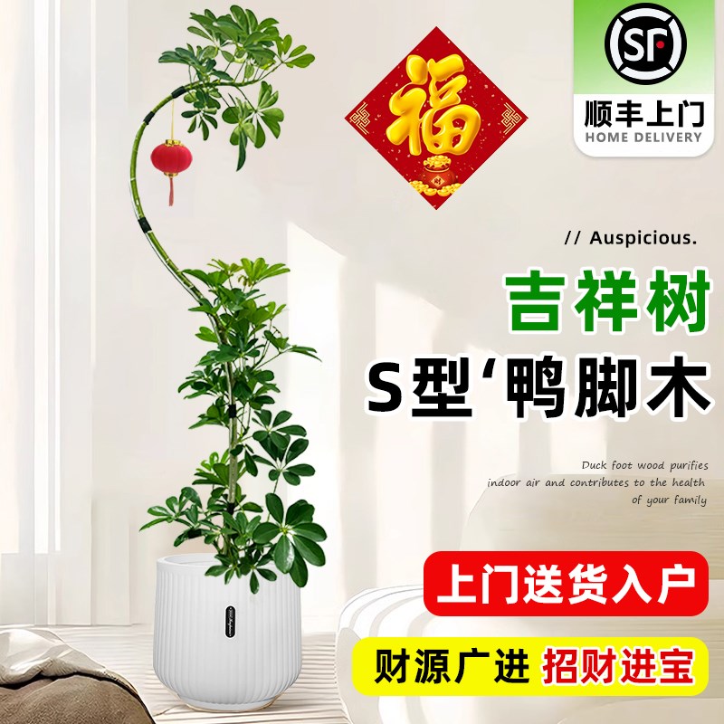 造型鸭脚木客厅大盆栽鸭掌木鹅掌S柴室内落地大型绿植吉祥真花植