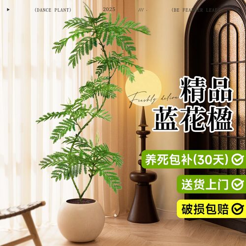 蓝花楹客厅绿植室内大型盆栽真树玄关客I厅落地高级感好养四季植