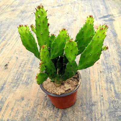 千手观音盆栽植物室内阳台绿植花卉仙人掌类千佛手多肉植物