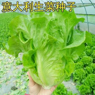 甜脆意大利生菜种子生吃生菜籽农家蔬菜种子大全