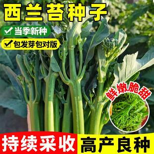 西兰苔菜种子西洋芥兰种籽芥蓝菜苔四季阳台盆栽西兰蓝花蔬菜孑