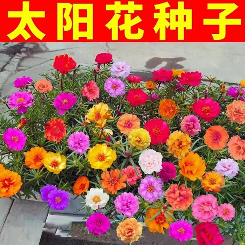多层太阳花种子混色七彩大花型好养易活花种籽室内外阳台盆栽