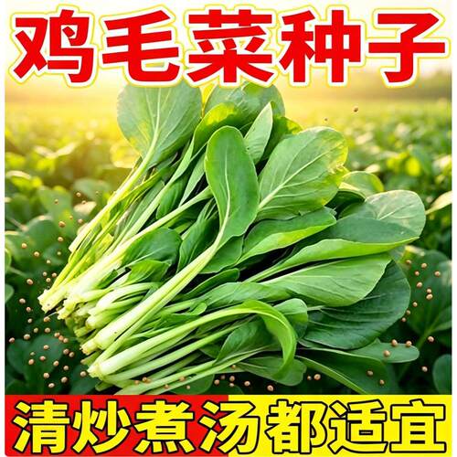 鸡毛菜青菜种子种籽蔬菜