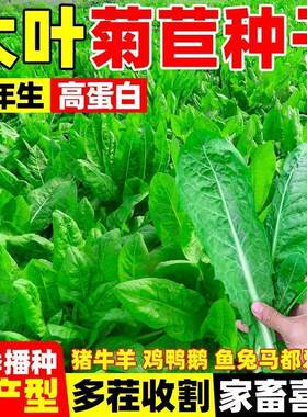 大叶菊苣草籽多年生高产
