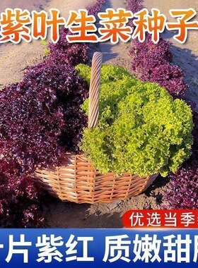 正品紫叶生菜种子四季紫色沙拉菜种子四季种植耐寒热庭院蔬菜种子