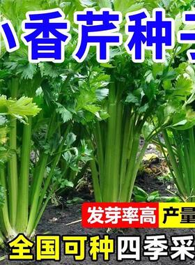 四季小香芹种子芹菜种子香味浓郁实心芹菜种子四季播农家蔬菜种子