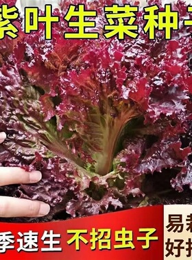 紫生菜种子种籽孑紫色蔬菜奶油孔雀菜种籽四季阳台盆栽专用四季播
