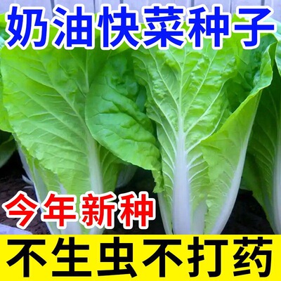速生快菜四季奶油小白菜鲜嫩阳台易播耐热耐寒抗病强蔬菜种子大全