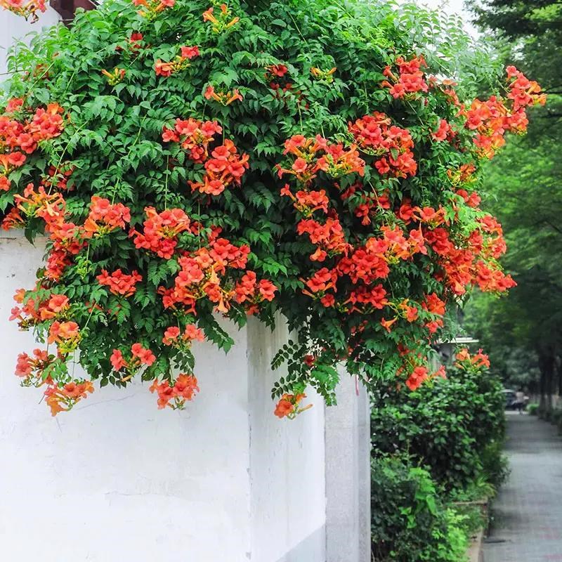 凌霄花苗藤类攀爬植物室外花苗藤本花卉阳台炮仗花盆栽爬藤老桩